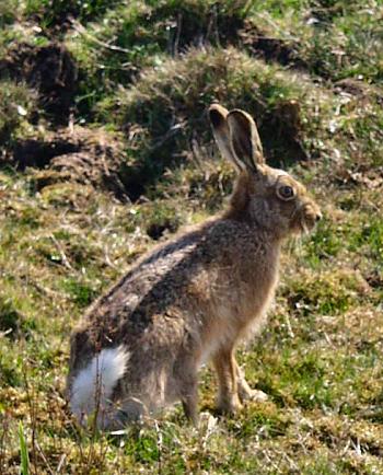 The more alert hare listening to what was happening Picture of a hare