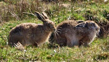 The two hares, one hiding, one alert Picture of 2 hares