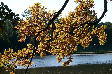 A branch hanging over a lake