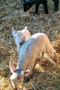 Two young lambs discovering the world