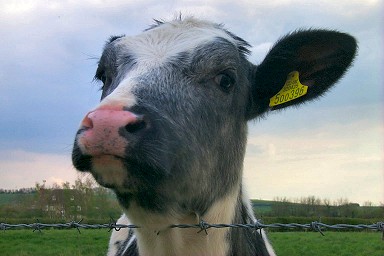 A curious calf looking over the fence