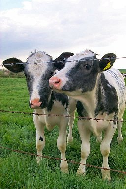 Two calves looking through the fence