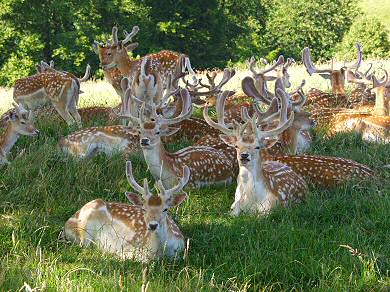 Picture of a group of deer resting under a tree