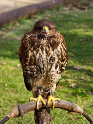 Picture of a falcon