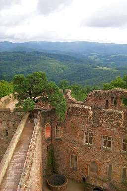 A tree growing on the top of the wall