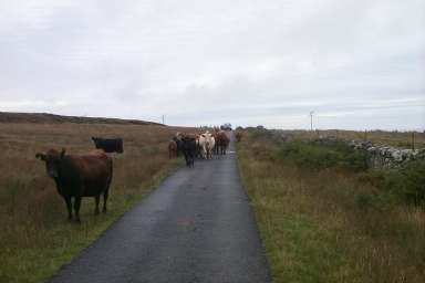 Picture of a single track road blocked by cows