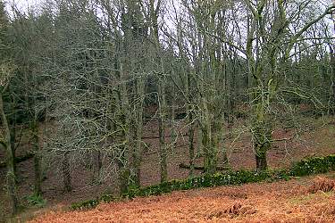Picture of bare trees in a woodland