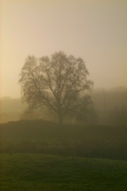 Picture of a tree in the fog