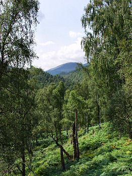 Picture of trees in Glen Affric