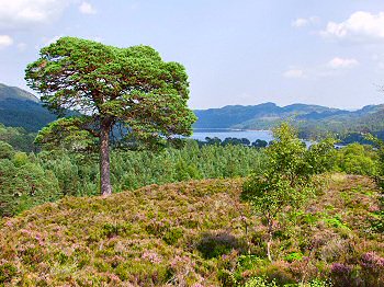 Picture of a Scots pine