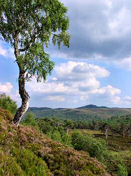 Picture of a tree and heather