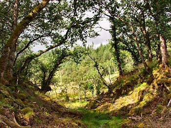 Picture of trees arching over a clearing