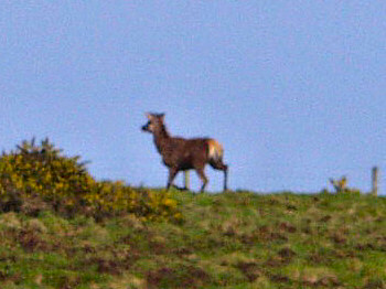 Picture of a deer running away