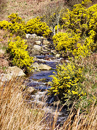 Picture of a burn with a gorse growing next to it