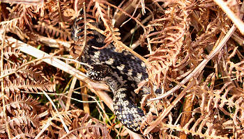 Picture of an adder