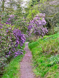 Picture of a path at Crarae Garden