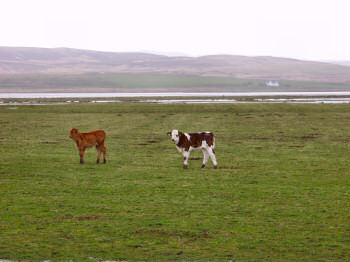 Picture of two calves