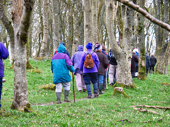 Picture of walkers through trees