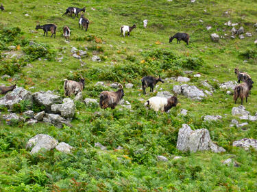 Picture of wild goats