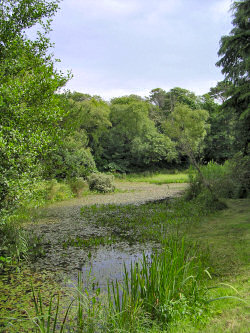 Picture of a pond