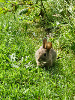 Picture of a rabbit