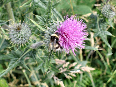 Picture of a bumblebee on a thistle