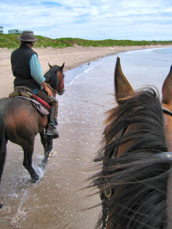 Picture of the view from the back of a horse when riding in the water