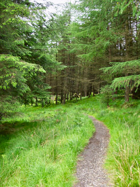 Picture of a path leading into the woods