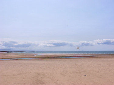 Picture of a beach with a bird flying over it