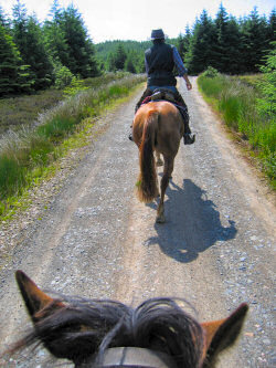 Picture of the horse in front, taken from a galloping horse