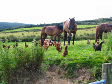 Picture of horses grazing surrounded by chickens