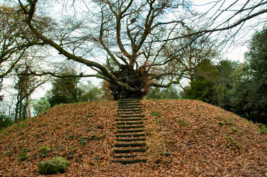 Picture of a strange tree on a small hill