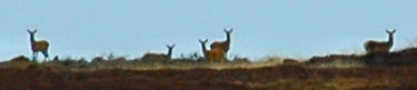 Picture of deer