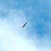 Picture of an eagle high in the sky