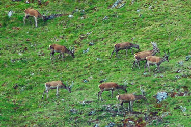 Picture of deer on a hillside