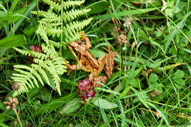 The second frog I found further down in the grass Picture of a red(ish) coloured frog