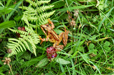 Picture of a red(ish) coloured frog