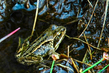 The first frog I noticed in the bog Picture of a black and yellow frog