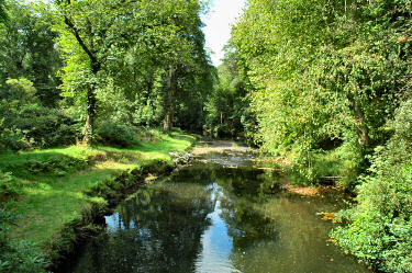 Picture of a river flowing through woodland