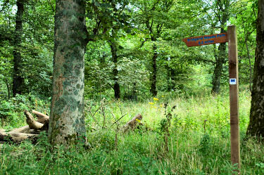 Picture of a sign for a woodland path in a wood