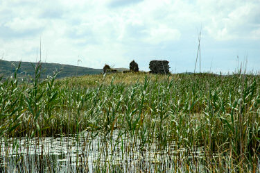 Picture of ruins above some reeds