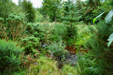 Picture of a river flowing through trees and bushes