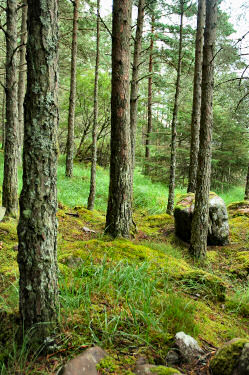 Picture of a trees on a mossy ground