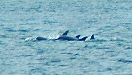 Picture of dolphins