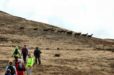 Picture of deer running across the path of a few walkers