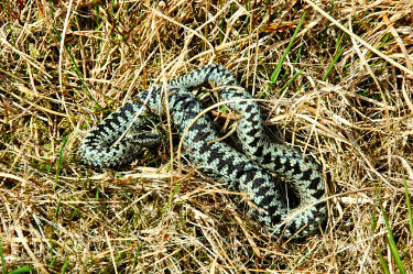 Picture of an adder in the grass