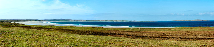 Picture of a wide bay with a sandy beach, sheep grazing in the foreground