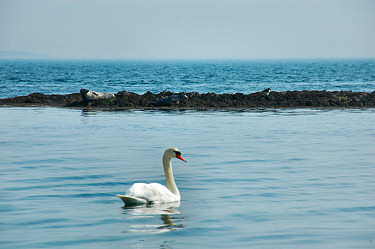 Picture of a swan and two seals