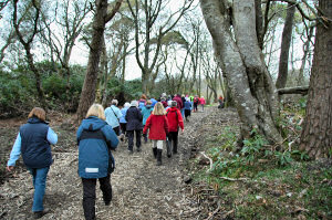 Picture of a group of people walking through a forest in the last evening light