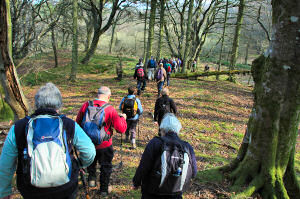 Picture of a group of walkers walking through woodland